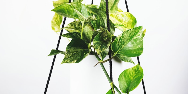 足球战术板分析 - 教练正在布置战术